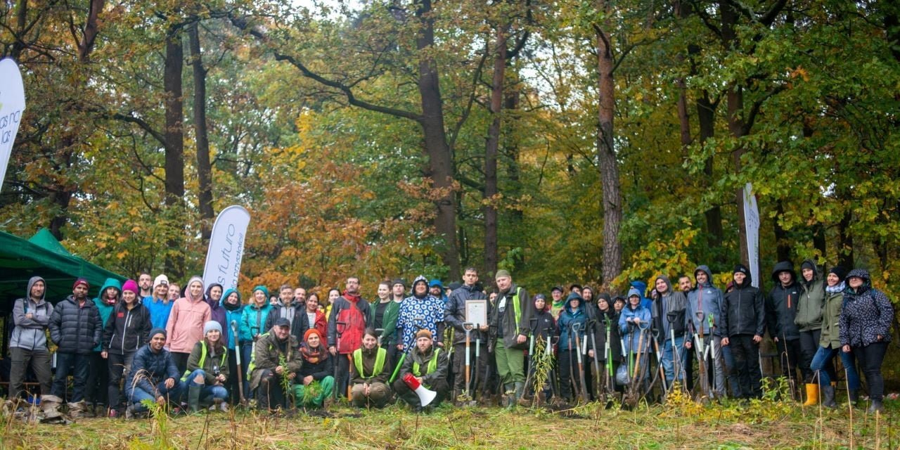 akcja sadzenia drzew