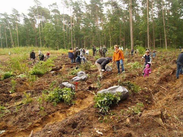 1,5 miliona drzew przez&nbsp;10 lat!