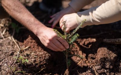 Wiosenne sadzenie razem z&nbsp;Yves Rocher