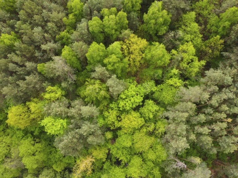 Na zdjęciu widzimy widok z lotu ptaka na gęsty las z różnorodnymi drzewami. Korony drzew mają różne odcienie zieleni, co może wskazywać na mieszankę gatunków oraz różne etapy wzrostu.