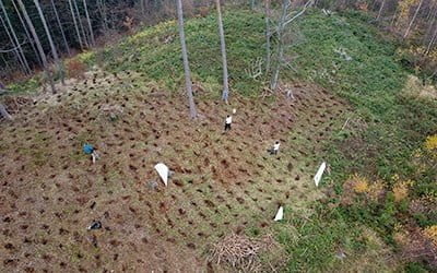 Sadzimy drzewa dla Fundacji Yves Rocher w&nbsp;Lewinie Kłodzkim