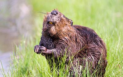 7 kwietnia – Międzynarodowy Dzień Bobrów