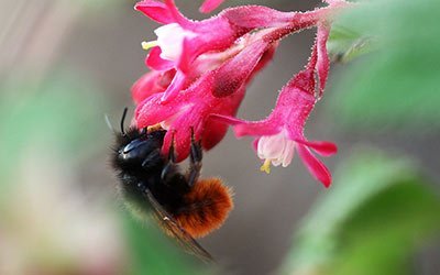 Dziś Wielki Dzień Pszczół!