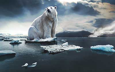 Niedźwiedź polarny – gatunek zagrożony?