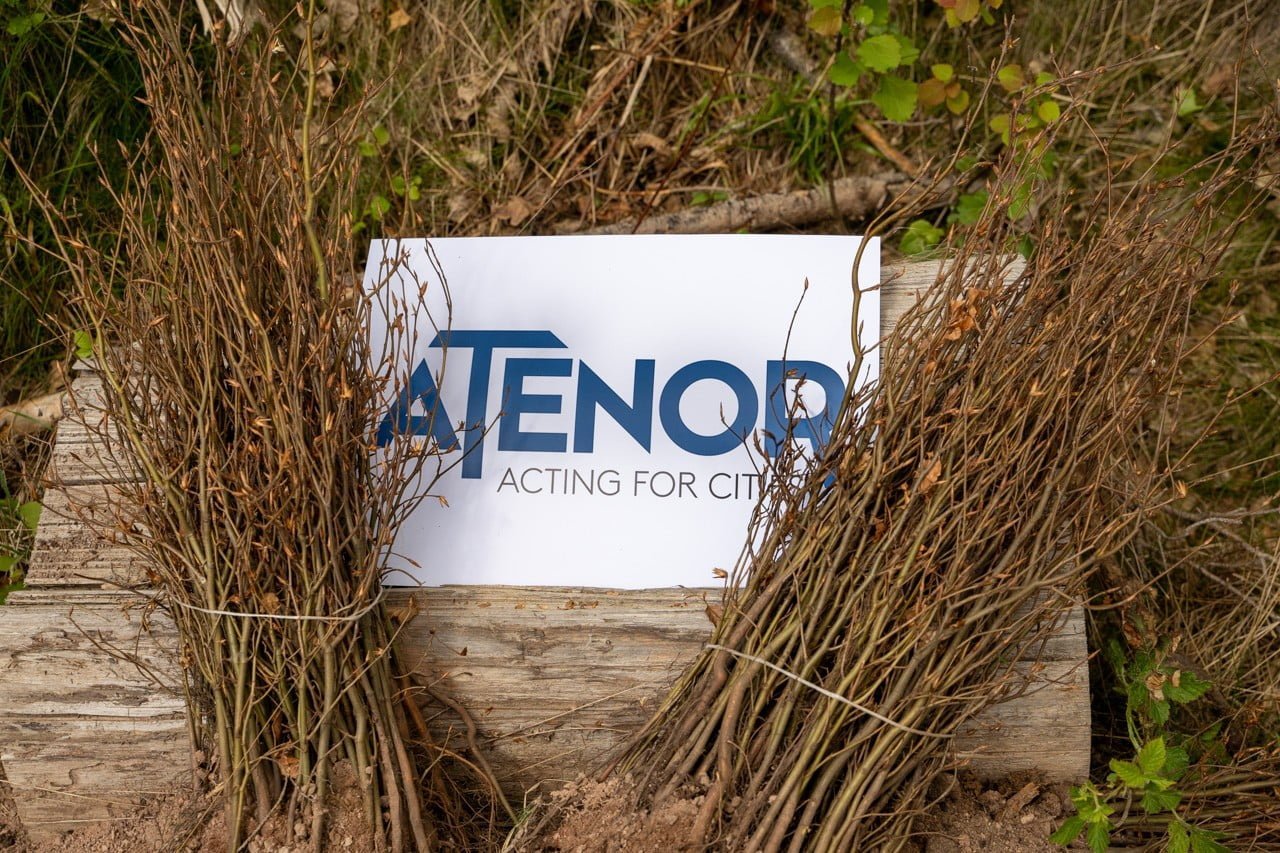 sadzimy-buki-z-atenor