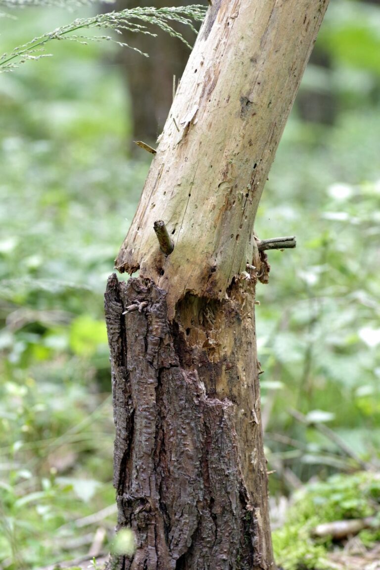 45 tys. ha&nbsp;polskich lasów zdewastowanych