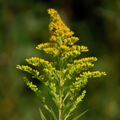 Zwalczanie gatunków obcych