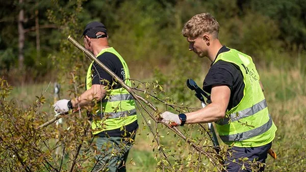 Usuwanie gatunku inwazyjnego obcego przez ekipę fundacji - czeremcha amerykańska (Prunus serotina)