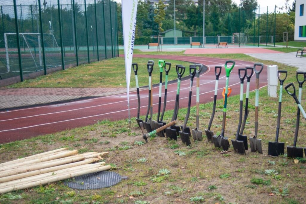 Sadzenie drzew w Katowicach