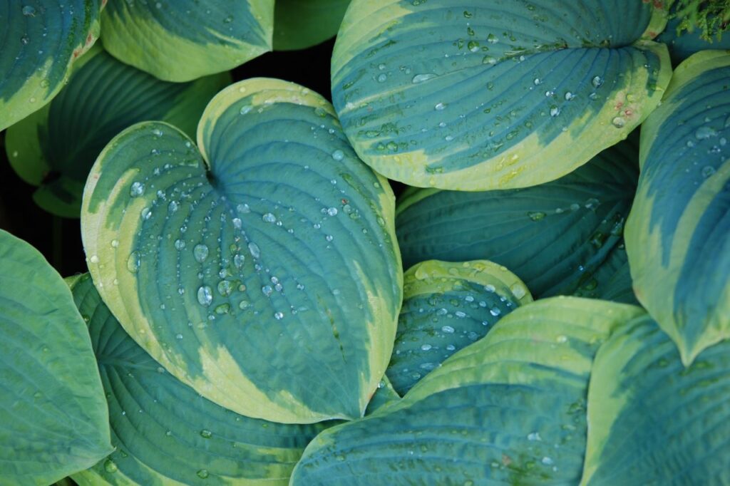 Ogrody deszczowe w Katowicach