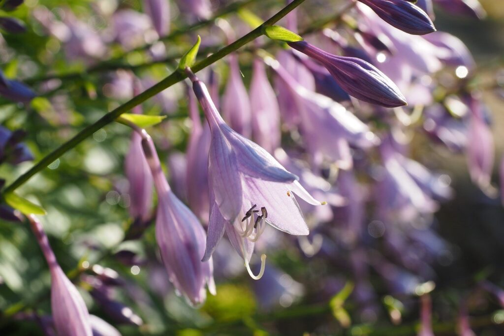 Ogrody deszczowe w Warszawie