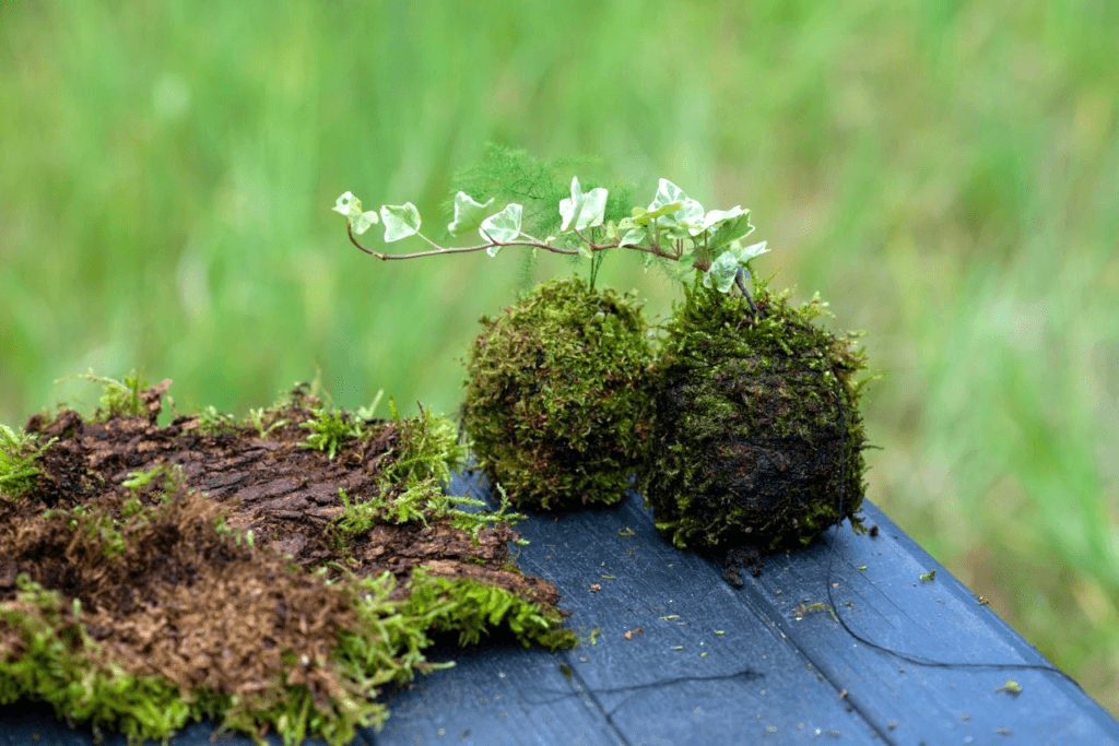 Na zdjęciu widoczne gotowe kokedamy. Są to rośliny ozdobne umieszczone w kulach z mchu, które można zawiesić na sznurku.