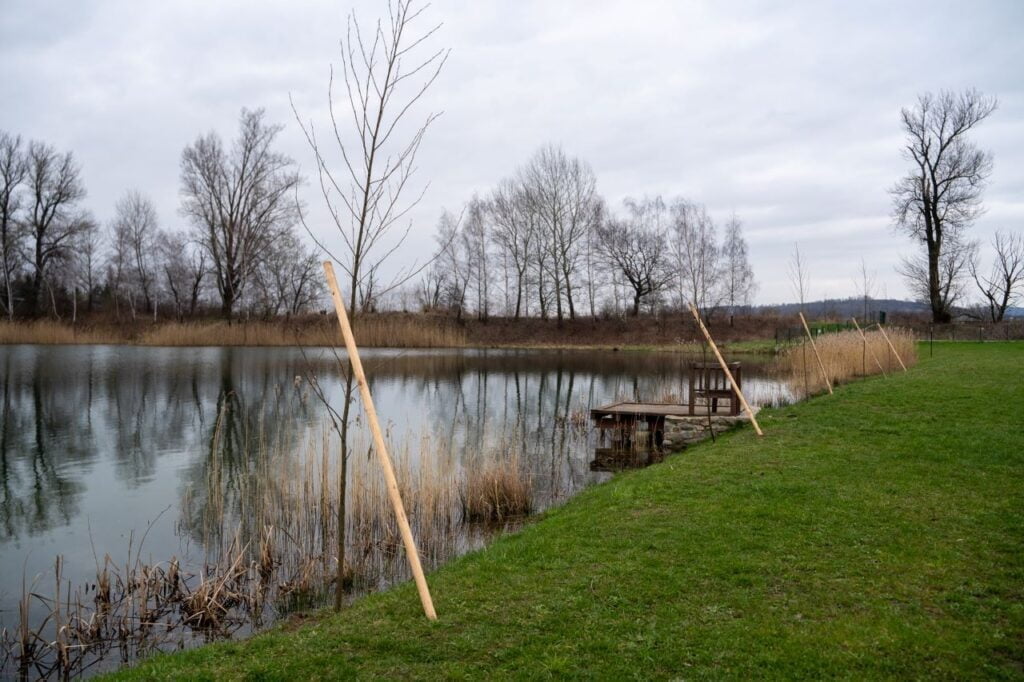 Drzewa dla nowożeńców