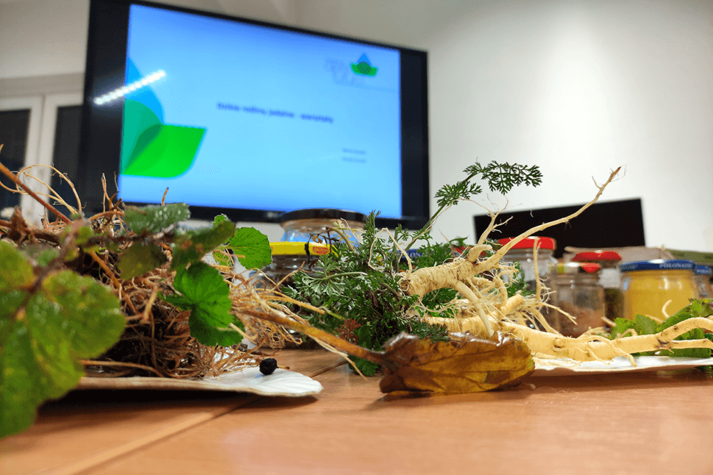 Na zdjęciu widoczne różne dziko rosnące rośliny jadalne takie jak pasternak, marchew, kuklik pospolity. W tle widoczna wyświetlana prezentacja na temat dzikich roślin jadalnych.