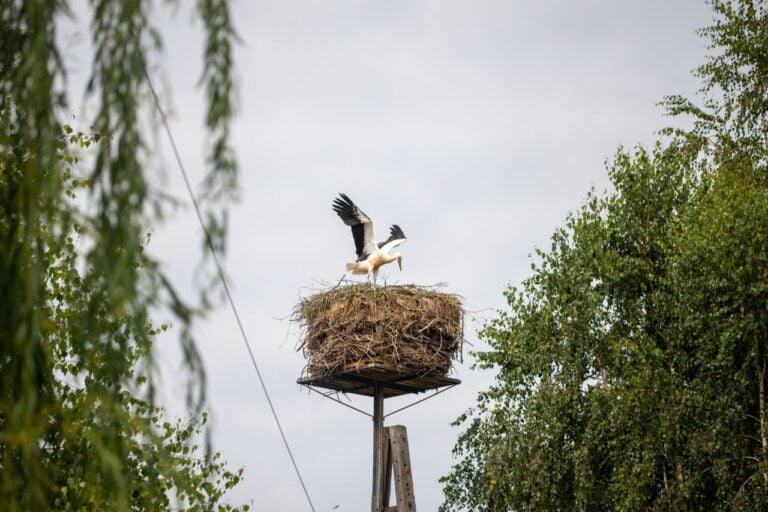 2024 Liczenie bocianów