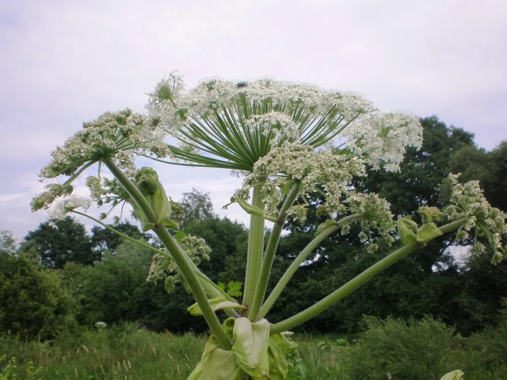 Barszcz Sosnowskiego  (Heracleum sosnowskyi Manden.) - białe kwiatostany - inwazyjny gatunek obcy
