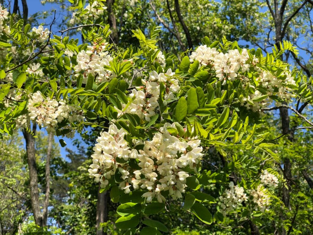 Robinia akacjowa Robinia pseudoacacia w okresie kwitnienia. Widoczne kwiaty zebrane w grona. Źródło: Wikipedia