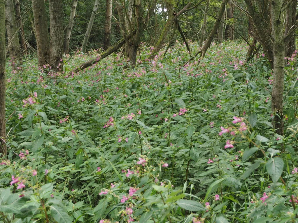 widoczna połać niecierpka na terenie podmokłym, rośliny są w okresie kwitnienia, widoczne kwiaty. Połać poprzecinana przez rosnące tam drzewa.
