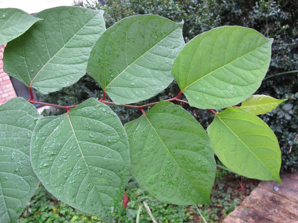 widoczne liście i pokrój rdestowca ostrokończystego