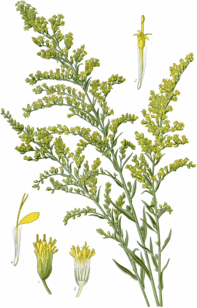 kartka z atlasu roślin - widoczna budowa kwiatu, liścia nawłoci kanadyjskiej