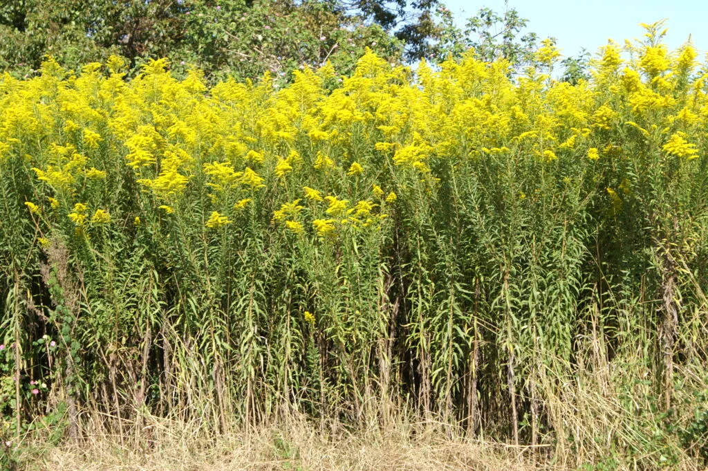 widoczna połać nawłoci kanadyjskiej w okresie kwitnienia. w tle widoczne drzewa i niebo
