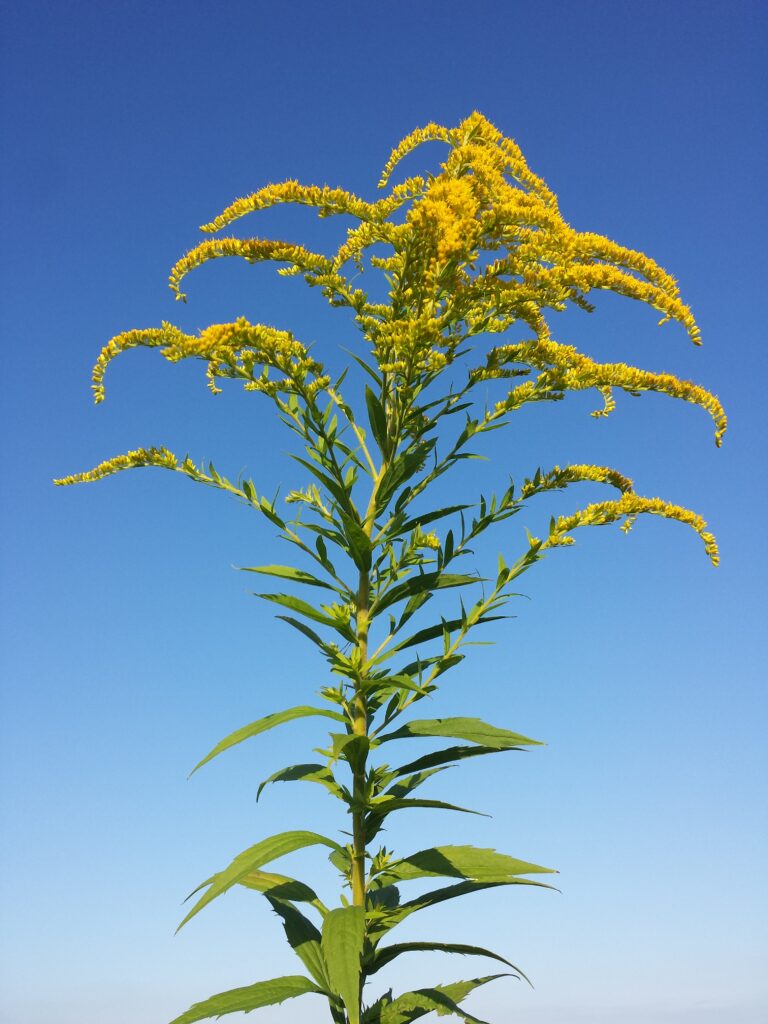 Nawłoć kanadyjska (Solidago canadensis L.) - kwiatostany