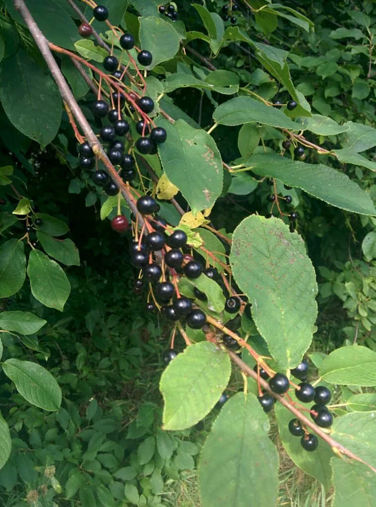 Czeremcha zwyczajna Prunus padus z widocznymi owocami