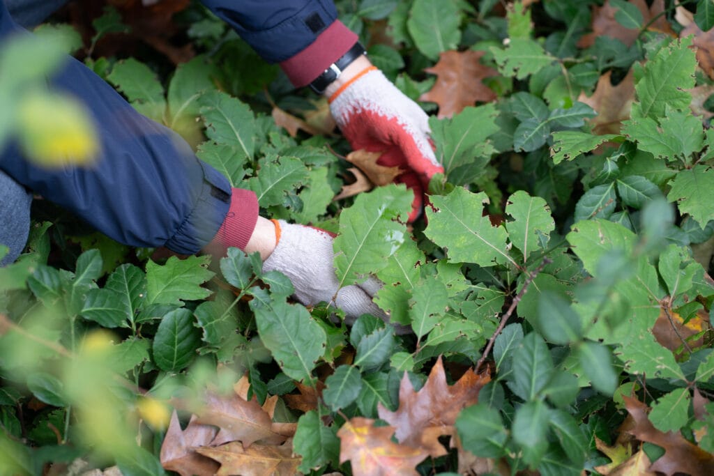 removal of invasive species - red oak seedlings