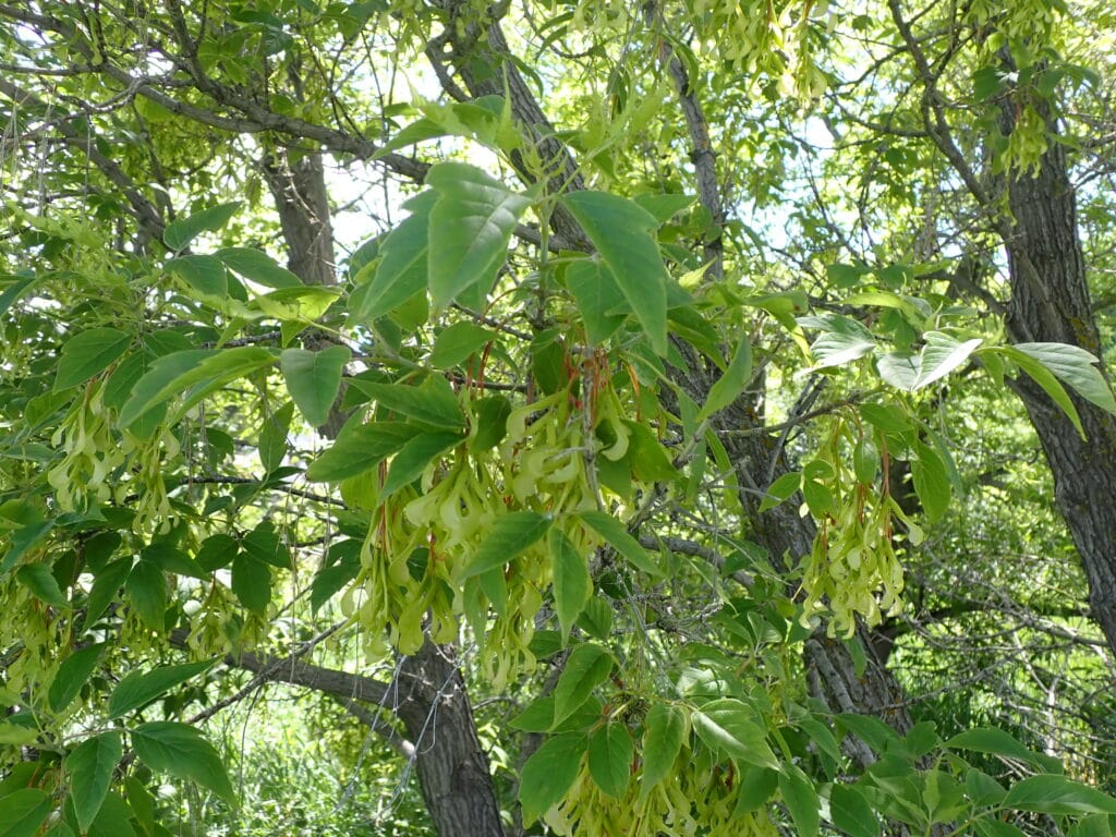widoczne drzewo klonu jesionolistnego z kwiatami, które są bladożółtymi skrzydełkami. w tle widoczne niebo