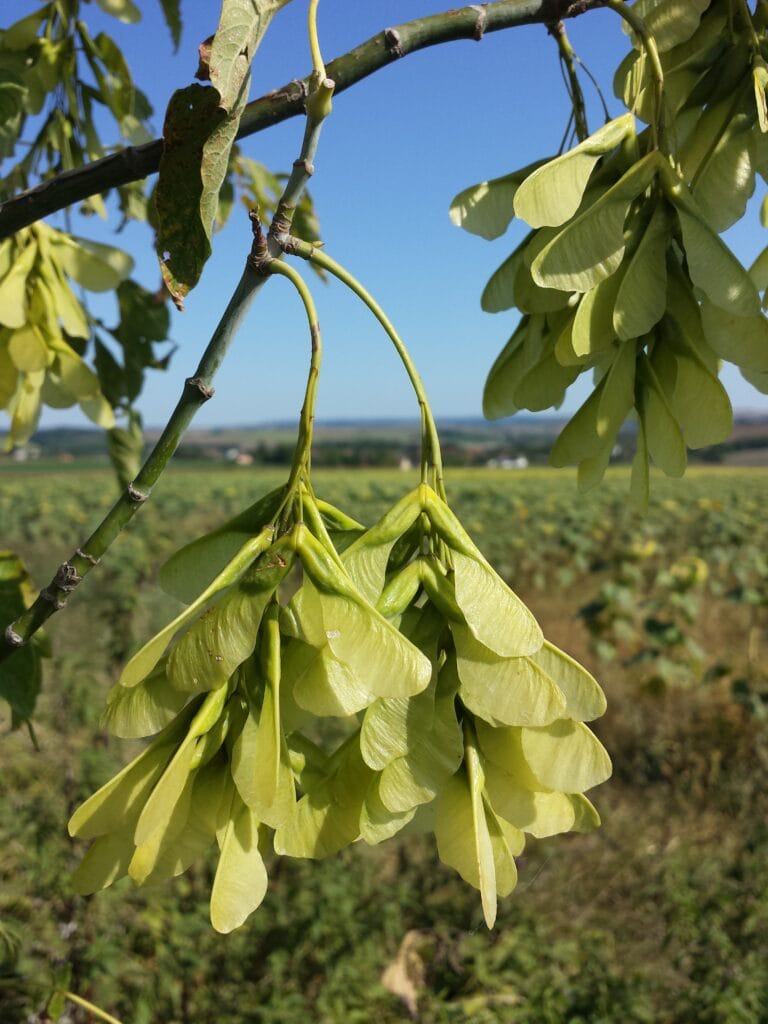 Klon jesionolistny (Acer negundo L.) - owoce - inwazyjny gatunek obcy