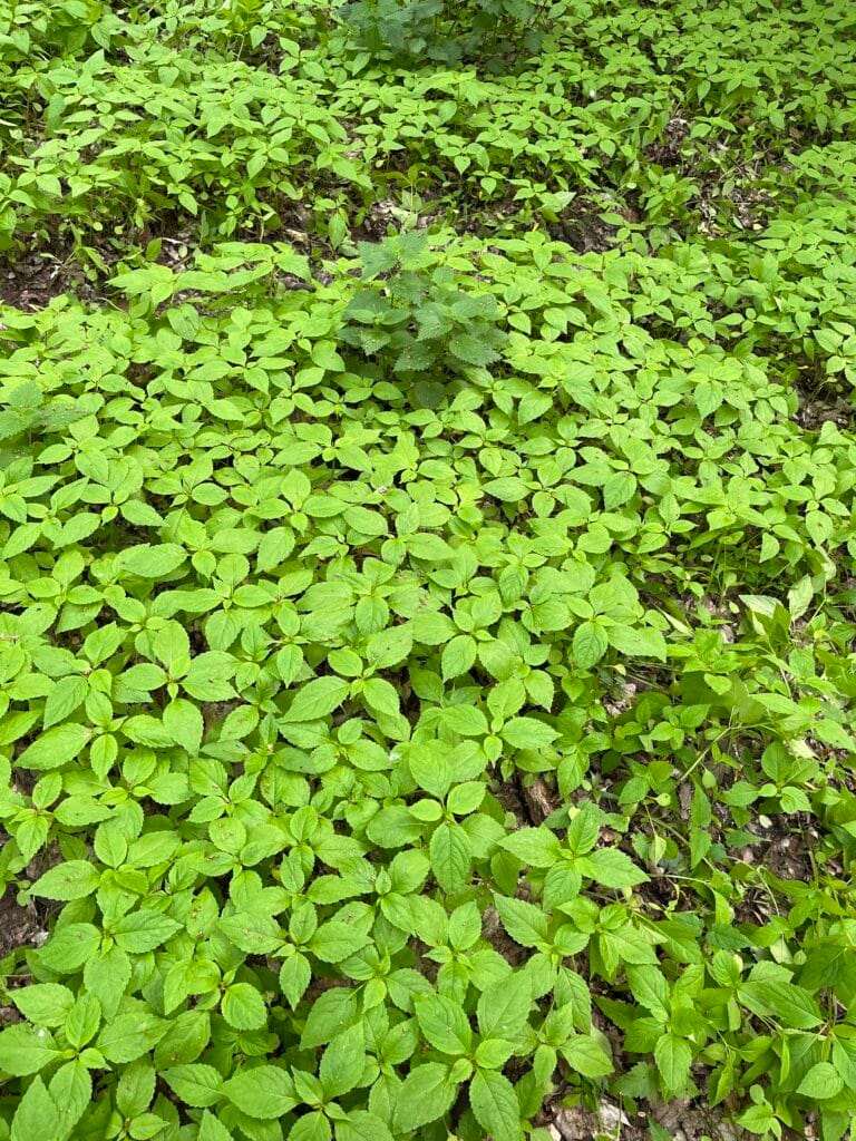 Na obu fotografiach widoczna połać to niecierpek drobnokwiatowy ze sporadycznym udziałem pokrzywy zwyczajnej. Rezerwat przyrody "Dalkowskie Jary". Źródło: Fundacja Aeris Futuro.