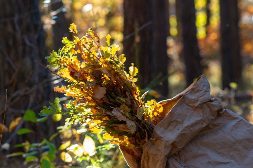 Sadzonki drzew, które zostały posadzone w Łebie.