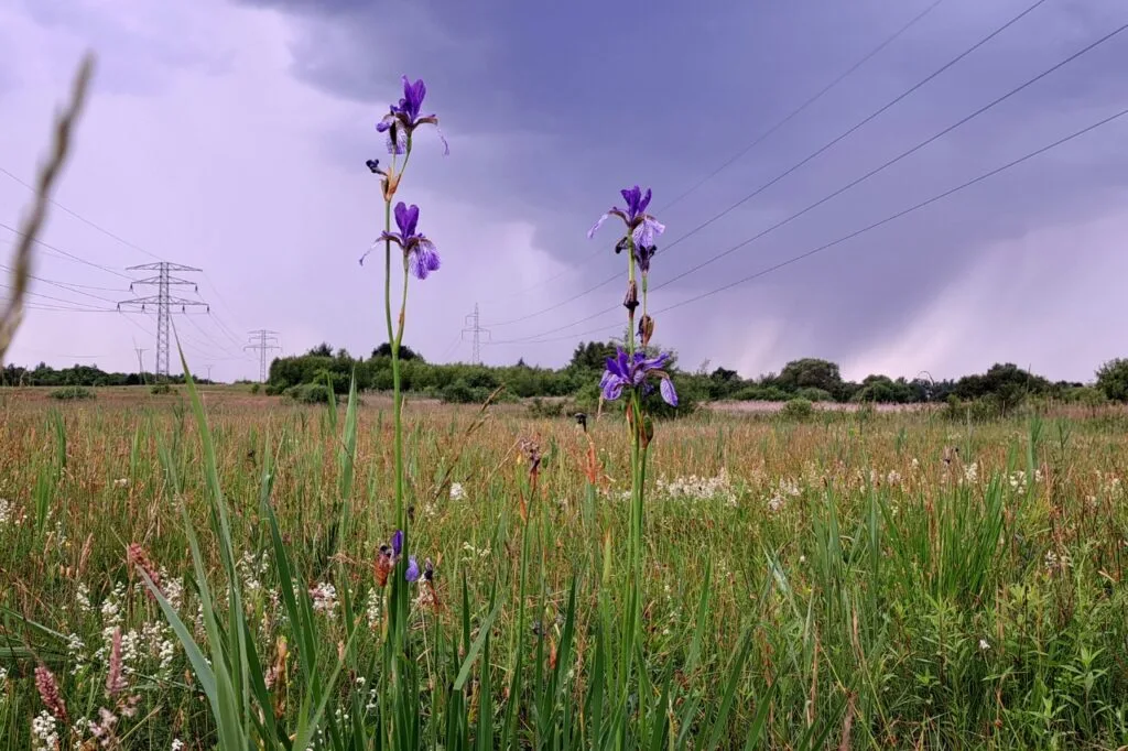 Na zdjęciu widoczny Kosaciec syberyjski na łące. W tle kable wysokiego napięcia i chmury burzowe.