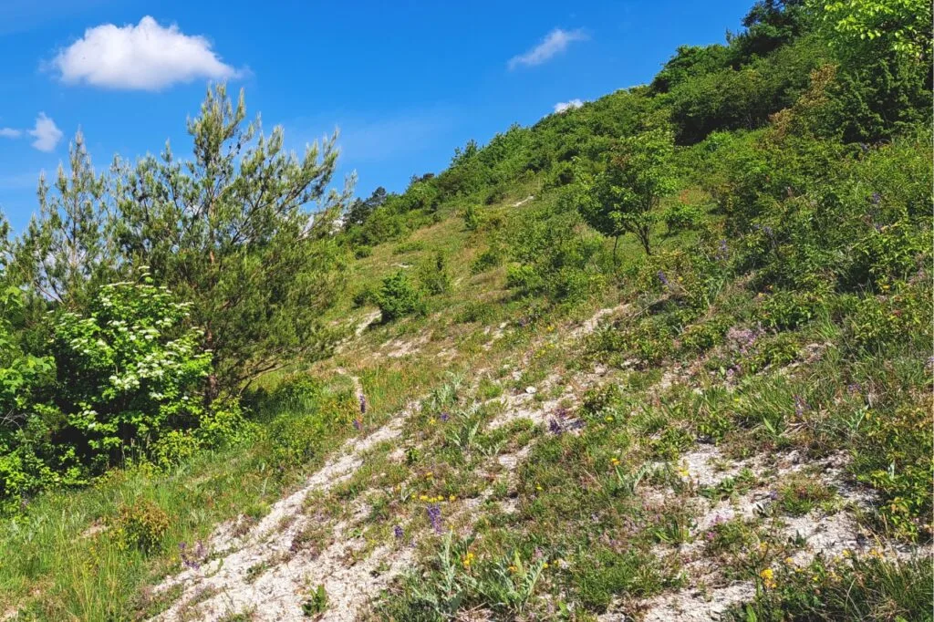 Zdjęcie przedstawia malowniczy, słoneczny krajobraz o charakterze górsko-wzgórzowym, porośnięty bujną roślinnością.