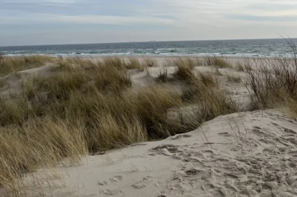 Zdjęcie przedstawia spokojny, nadmorski krajobraz z widokiem na Morze Bałtyckie. Na pierwszym planie widać piaszczyste wydmy porośnięte suchymi trawami, które chronią piasek przed wiatrem. Dalej rozciąga się plaża i wzburzone morze pod pochmurnym niebem.