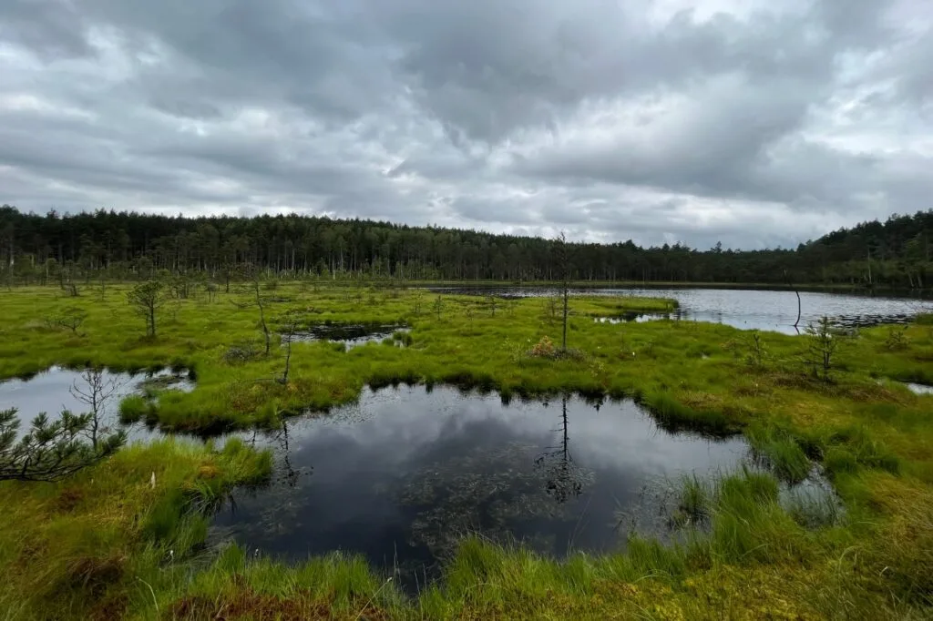 Na zdjęciu widoczne jest torfowisko. Jest to teren podmokły, bagnisty zdolny do retencji dużych ilości wody. Jego główną biomasę tworzą mchy torfowce. Bioróżnorodność przejawia się w różnorodnych ekosystemach, a torfowisko jest jednym z nich.