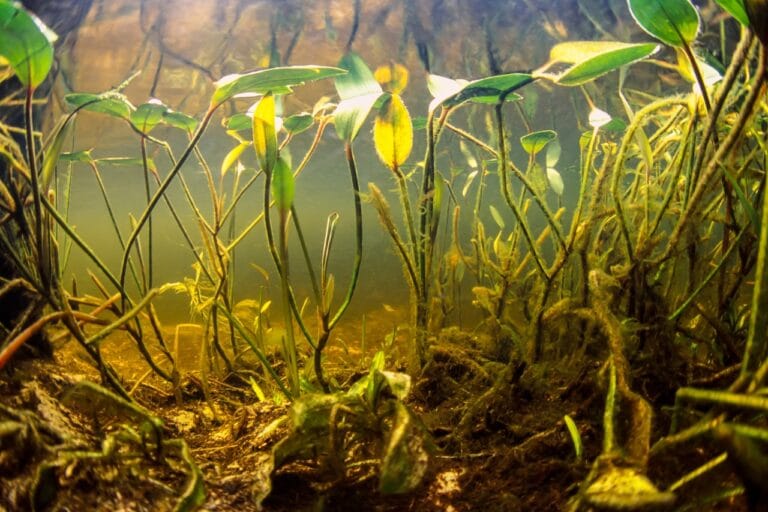 Na zdjęciu widoczny ekosystem pod wodą. Są to rośliny wodne. Warsztaty o wodzie to program w ramach którego omawiamy także