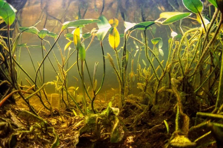 Na zdjęciu widoczny ekosystem pod wodą. Są to rośliny wodne. Warsztaty o wodzie to program w ramach którego omawiamy także
