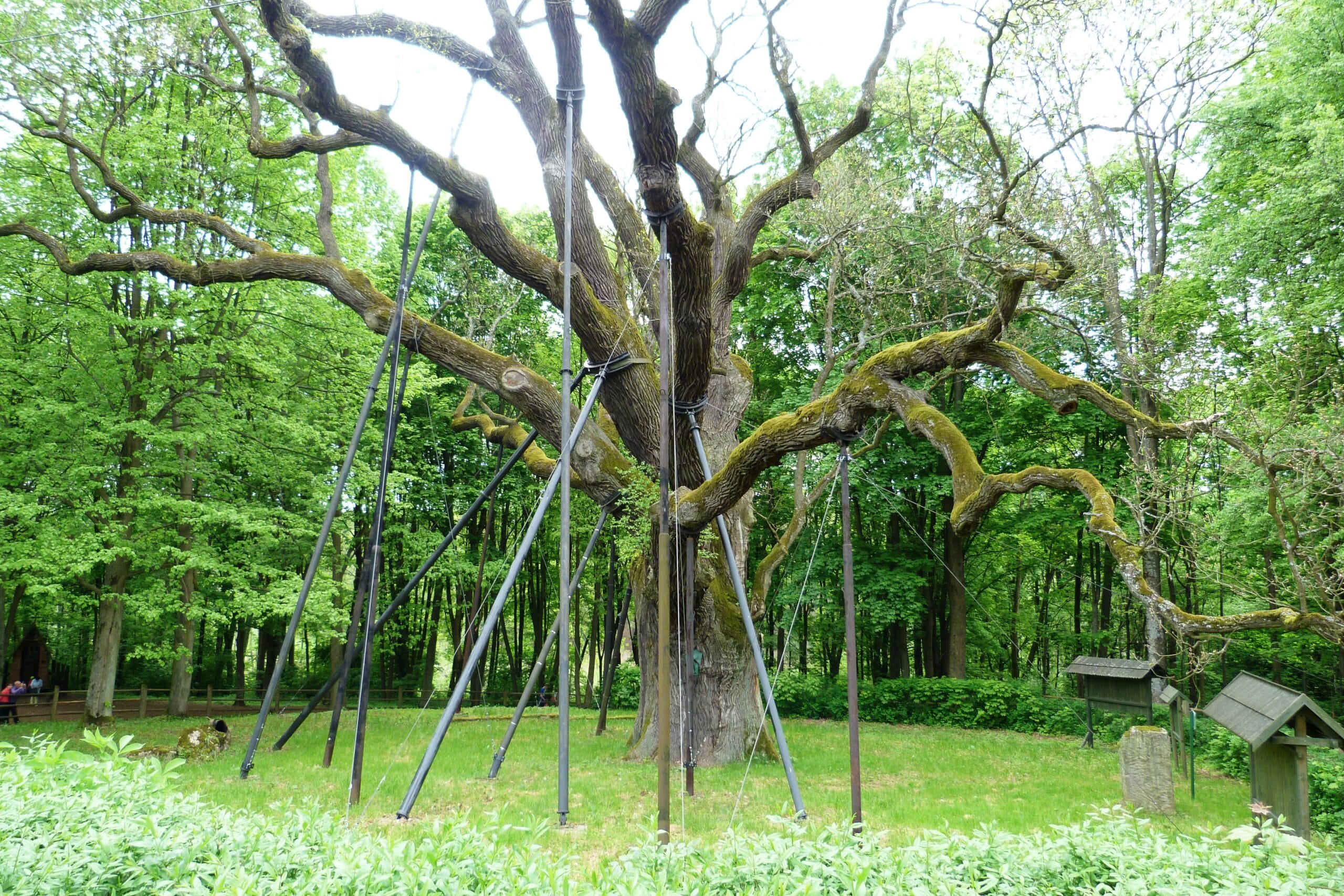 Pomnik przyrody - Dąb Bartek
