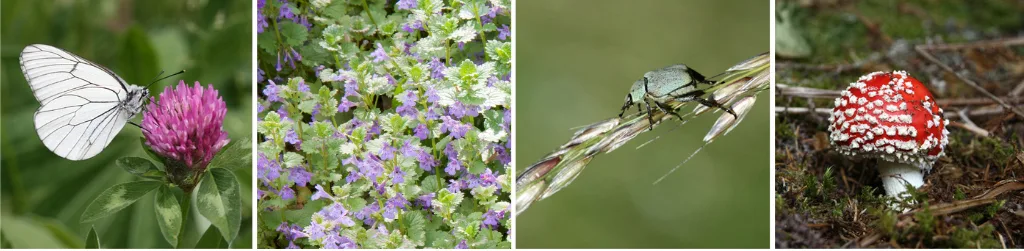 Inwentaryzacja przyrodnicza