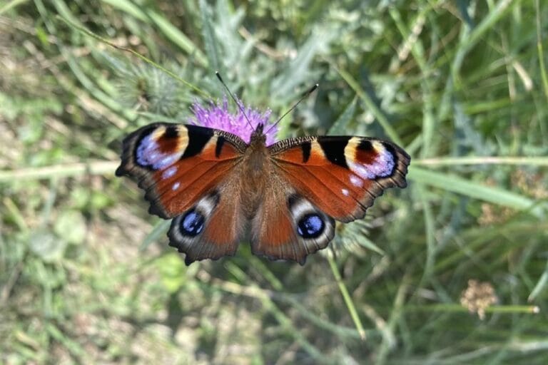 Na zdjęciu widoczny motyl z gatunku Rusałka pawik. Takie owady mogą zawitać w dobrze zaprojektowanym ogrodzie dla motyli
