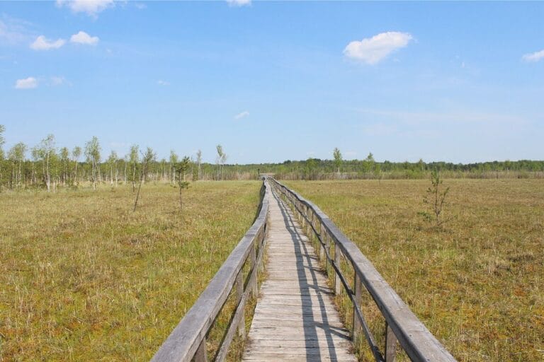 Na zdjęciu widoczne torfowisko i pomost biegnący przez jego środek. Odtwarzanie takich torfowisk jest sposobem na kompensowanie śladu węglowego oraz ograniczenie potencjalnej emisji CO2.
