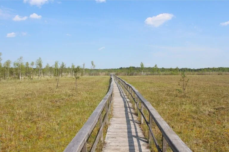 Na zdjęciu widoczne torfowisko i pomost biegnący przez jego środek. Odtwarzanie takich torfowisk jest sposobem na kompensowanie śladu węglowego oraz ograniczenie potencjalnej emisji CO2.