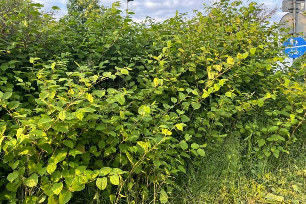na zdjęciu widoczny rdestowiec ostrokończysty na krakowskich błoniach