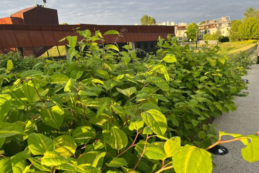 rdestowiec ostrokończysty za halą 100 lecia KS cracovia zaobserwowany podczas inwentaryzacji gatunków inwazyjnych