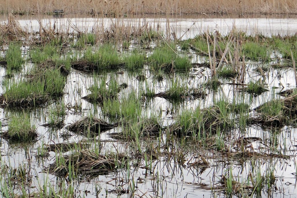 torf znajdujacy sie w dolinie narwii