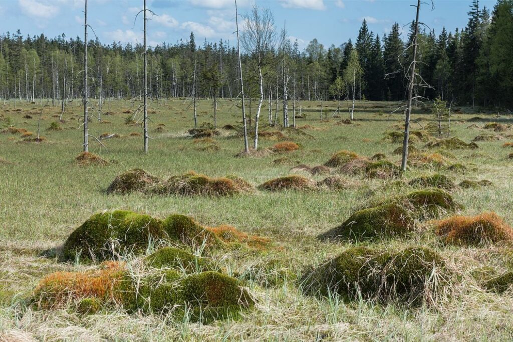 torfowisko w polsce - tam wlasnie znajduje sie duzo torfu