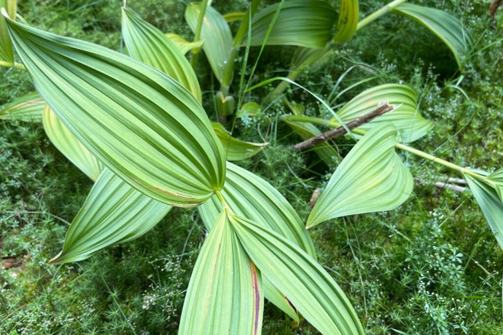 ściśła ochrona gatunków w polsce. na zdjęciu widoczna ciemiężyca biała