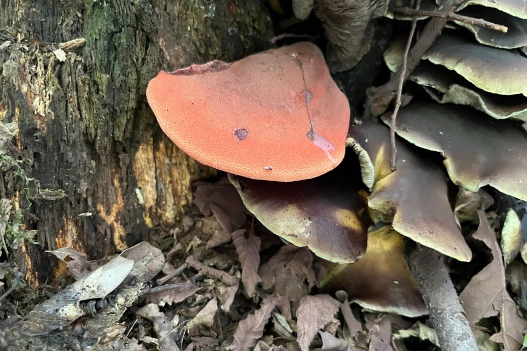ochrona gatunków w Polsce - ochrona częściowa ozorek dębowy