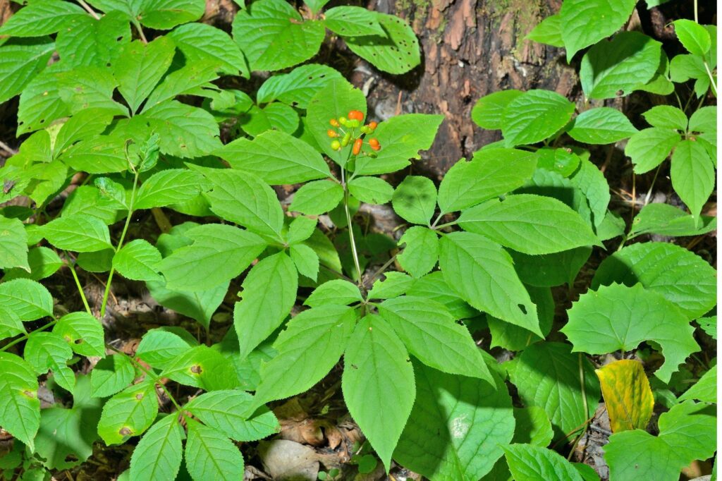 Spadek bioróżnorodności - Panax ginseng
